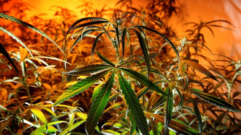 美两州娱乐性大麻合法化 将置1200万人于大麻风险
