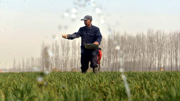 中國多地割青麥餵牲畜 蚌埠警告糧食危機在劫難逃