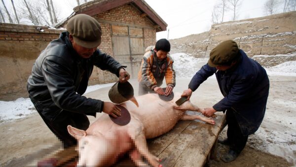 西安71岁大爷杀猪 被猪一脚蹬进开水盆 全身烫伤
