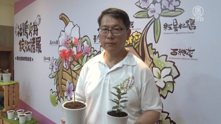 台灣原生杜鵑實生苗 林管處攜嘉大成功培育