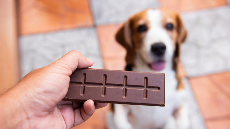 为什么小狗吃巧克力会中毒？
