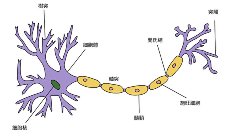 新發現的大腦學習機制改變神經學認知