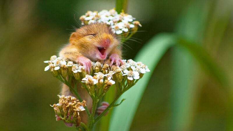 组图：抱着花枝的甜美“笑睡鼠”斩获大奖