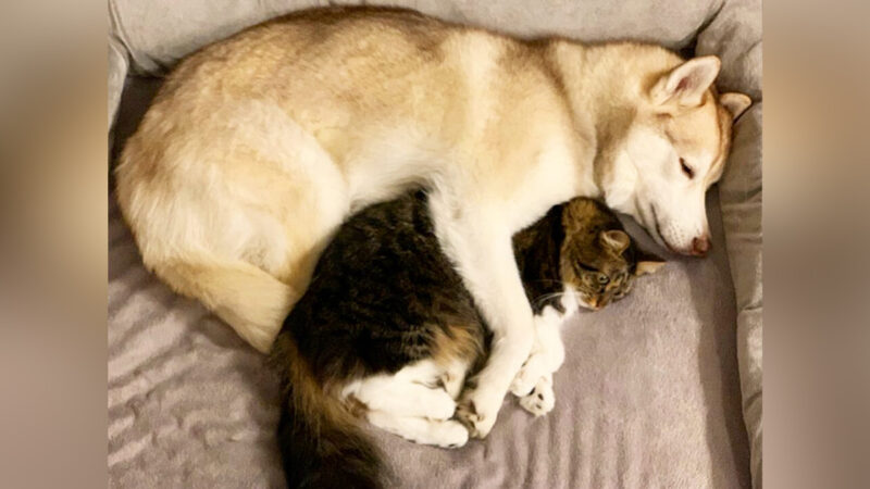 西伯利亚雪橇犬帮助濒死小猫 成为最好朋友