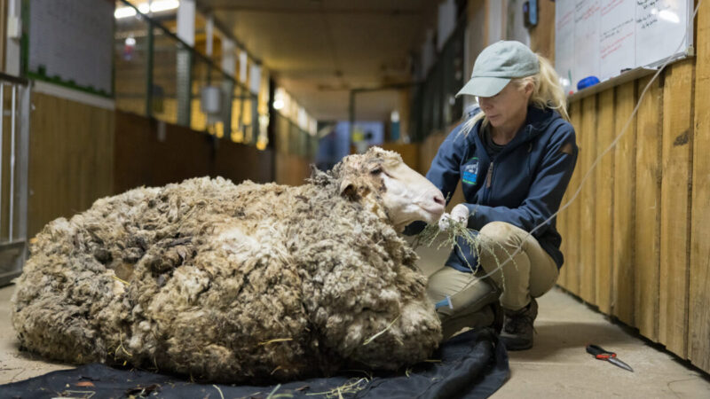 逃家6年背40公斤羊毛濒死 澳洲绵羊终获救