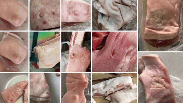 上海又现奶头猪肉 源头公司2周前已注销