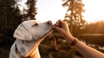 感謝狗狗一生陪伴 英女幫瀕死愛犬完成遺願清單