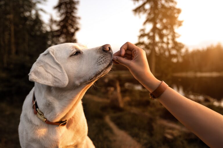 感謝狗狗一生陪伴 英女幫瀕死愛犬完成遺願清單
