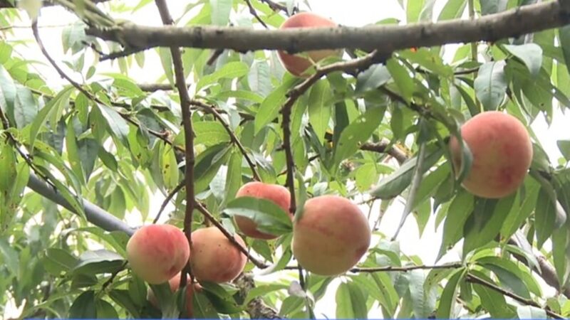 拉拉山水蜜桃登场 今年雨水多产量略减