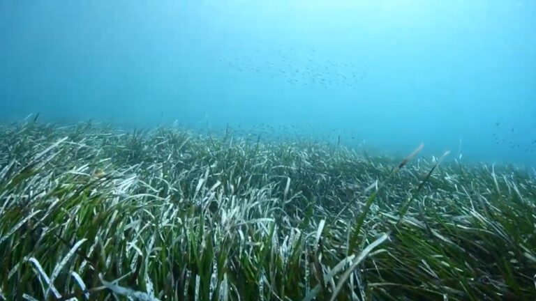 地表最大植物 澳洲一顆種子歷經4500年蔓延180公里