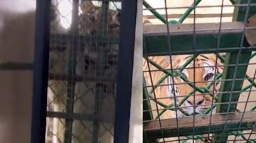 男子動物園上廁所 老虎趴窗戶上「偷窺」（視頻）