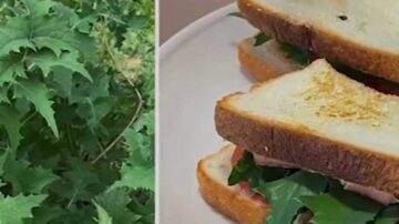 上海男封控57天 吃小區綠化帶發現43種野菜