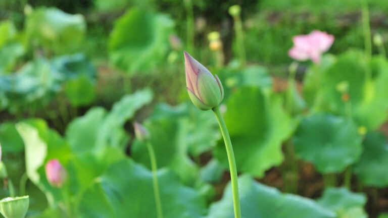 《紅樓夢》與法國小說極其相似