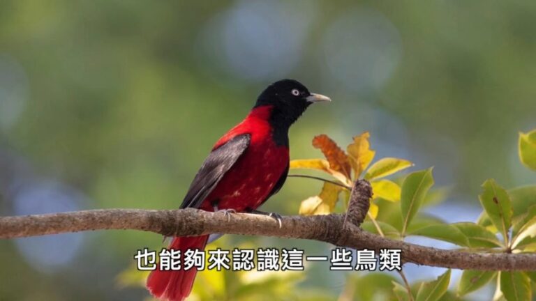【廣告】美麗心台灣：鳥類生態攝影與繫放鳥調查
