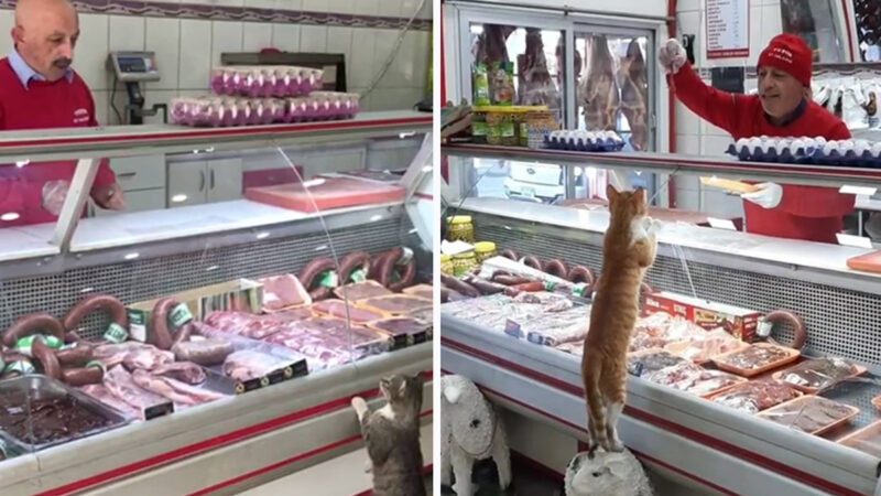 貓咪天天進店討肉吃 老闆多年暖心招待獲讚