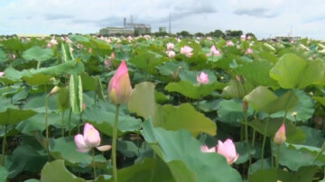 白河莲花季花开正美 赏莲可持续到8月