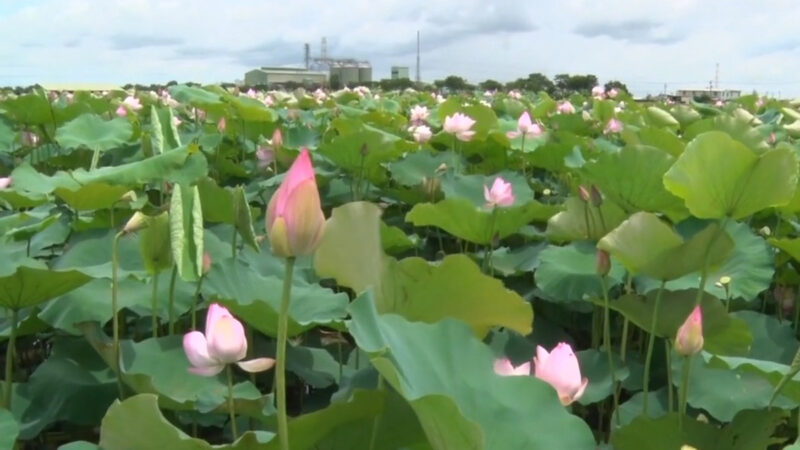 白河蓮花季花開正美 賞蓮可持續到8月