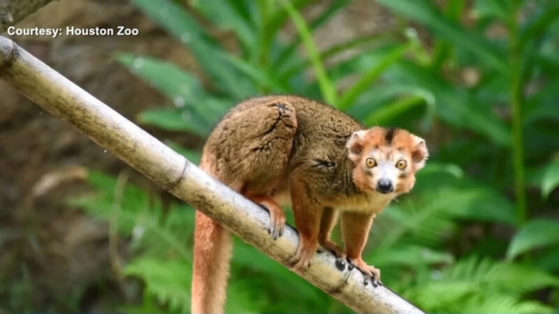 休斯頓動物園搬遷來一些新動物