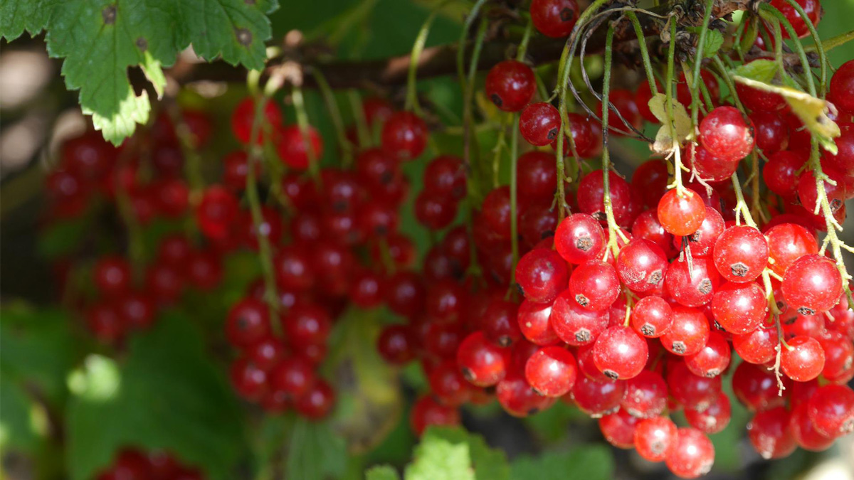 蔓越莓(Cranberry)。(Pixabay)