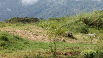 朝鮮官媒籲「吃草」度糧荒 民眾：野菜早吃完了