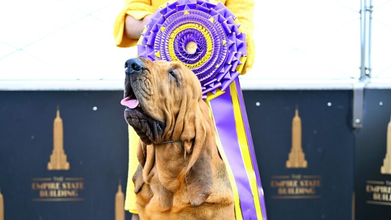 威斯敏斯特犬展「小號」擊敗三千隻狗獲獎