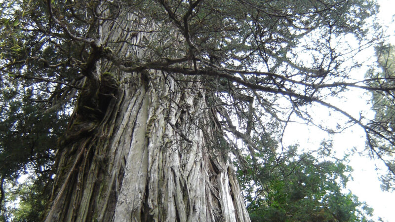智利一棵落葉松有5400多歲 或為最古老樹木