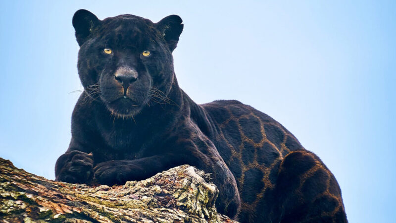 組圖：黑美洲豹的罕見斑紋猶如「印花絲綢」