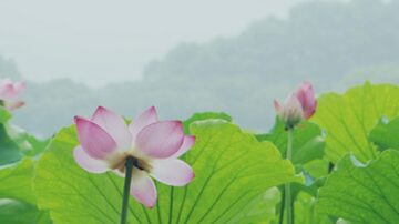 今日“夏至” 盘点消暑养生的夏日美食