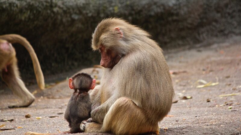 灵性母猴抱小猴到诊所求医 打完针自行安静出院