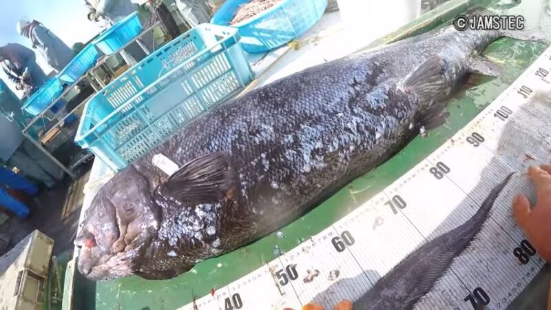 2.5米长神秘深海巨鱼现踪日本 影像曝光