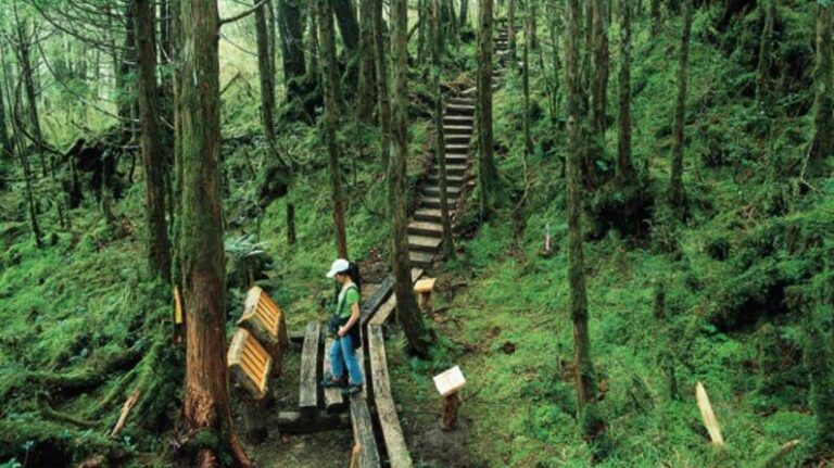 全球首條寧靜步道 台灣太平山翠峰湖步道低於25分貝