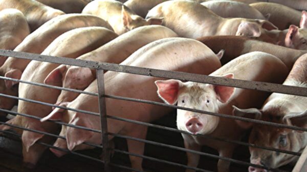 中國發現新型豬流感病毒 可人畜共同傳播