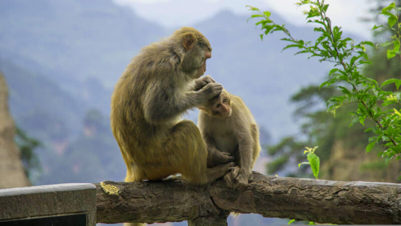 无师自通 猴妈妈用海姆立克法拯救噎住的小猴