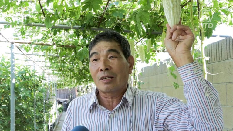 白玉苦瓜豐收季 南加農場主講解種植技巧