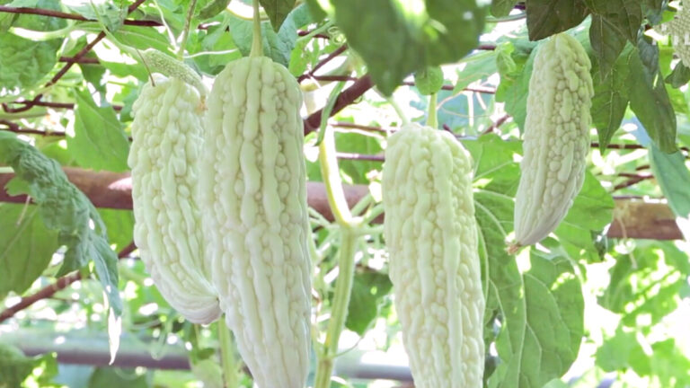 【今日加州】7月21日完整版