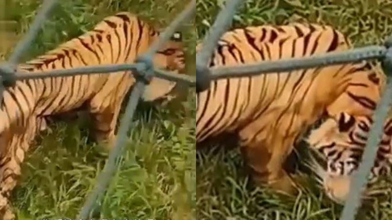 老虎骨瘦如柴饿得吃草 山东动物园称减肥（视频）