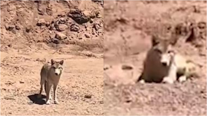 女子野外上厕所 回头看见一匹狼盯着她（视频）