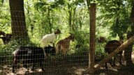 环保又省钱 纽约公园雇山羊除去杂草
