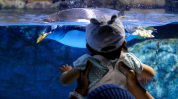 日水族館因應通膨改餵低價魚 遭企鵝水獺嫌棄