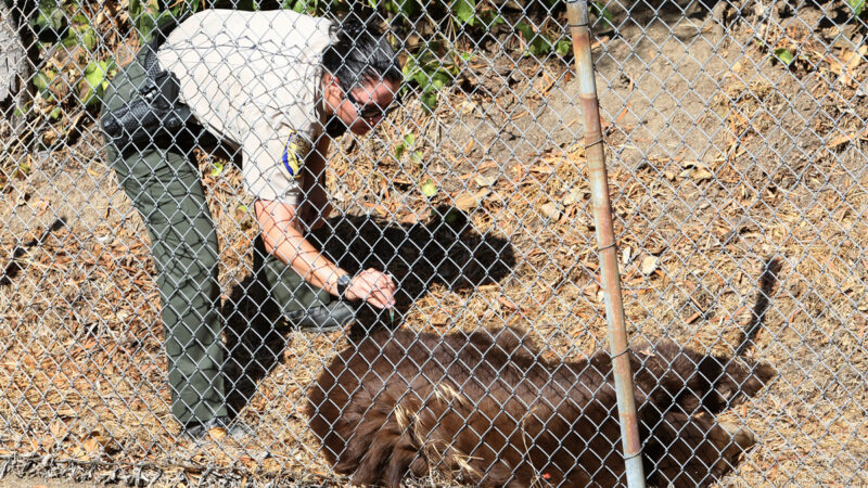 聖地亞哥3隻孤兒小熊獲救 暫由動保機構照護