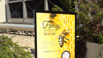 7万只蜜蜂进驻纽约法拉盛商场 今秋收获蜂蜜
