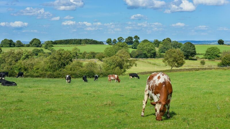美养牛业者在抛售牛群 牛肉价格将继续上涨
