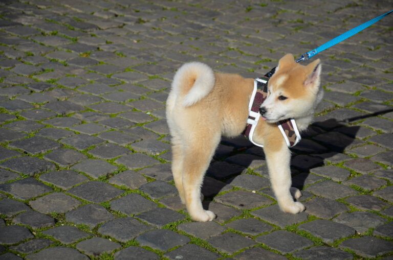 超萌！ 巨大3D秋田犬驚豔東京澀谷 路人搶拍