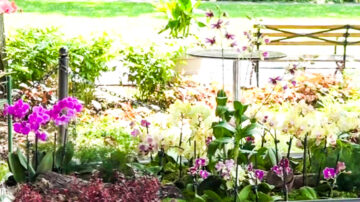 紐約皇后區植物園「台灣蘭花世界」 展君子之風