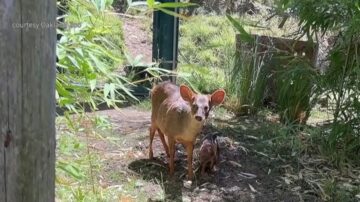 世界最小的鹿 南普度鹿新生兒可愛登場