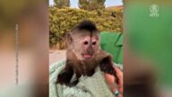 加州猴子撥打911 警方調查後哭笑不得