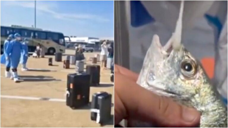 海南返滬旅客被騙 魚蟹被迫做核酸