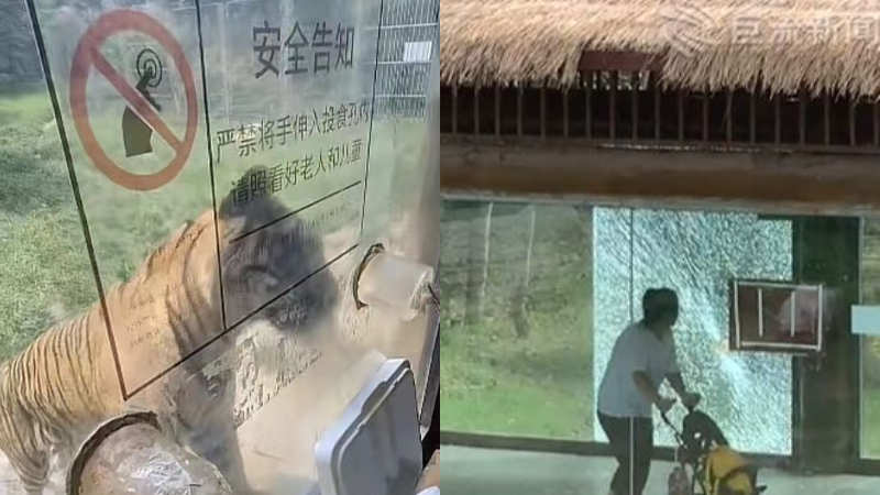 山东动物园老虎疑拍碎玻璃 游客惊慌撤离（视频）