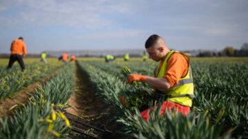 英国缺采收工 上半年浪费六千万英镑食物