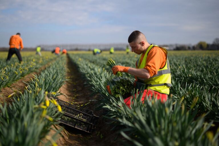 英國缺採收工 上半年浪費六千萬英鎊食物